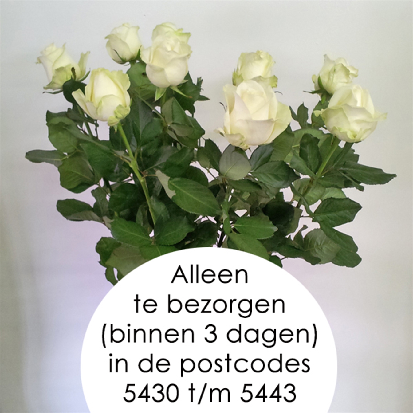 Losse Roos 'Avalanche+' Lengte 60cm