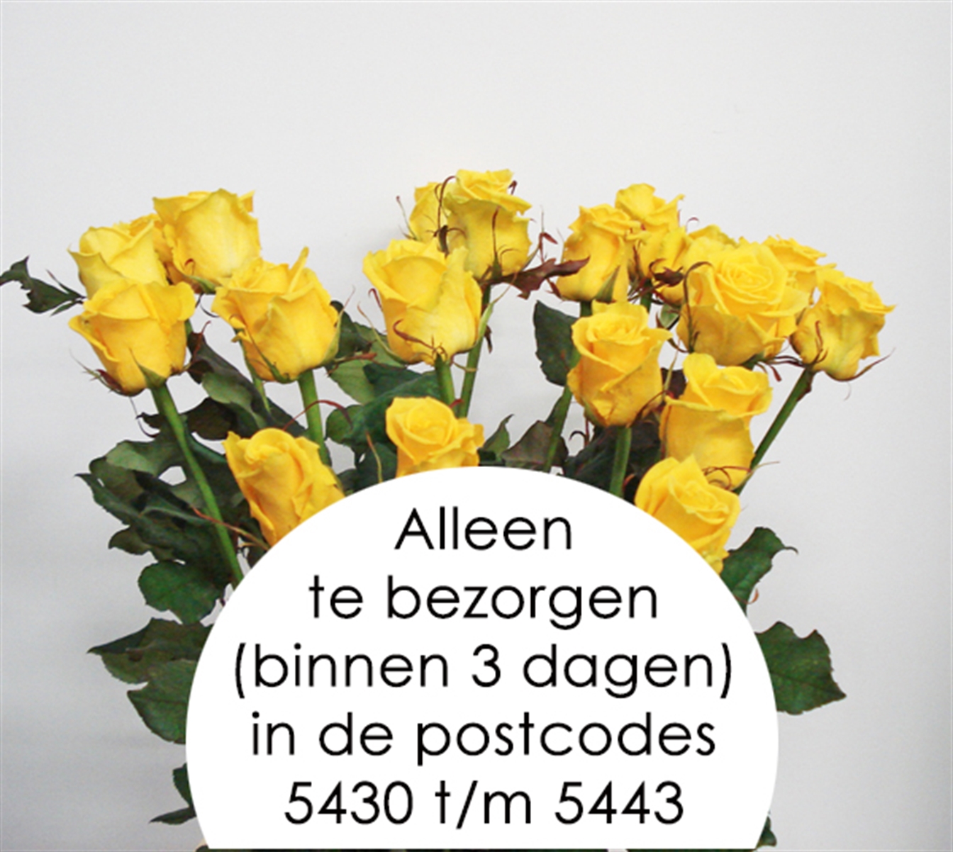 Losse Roos 'Good Times!' Lengte 60cm