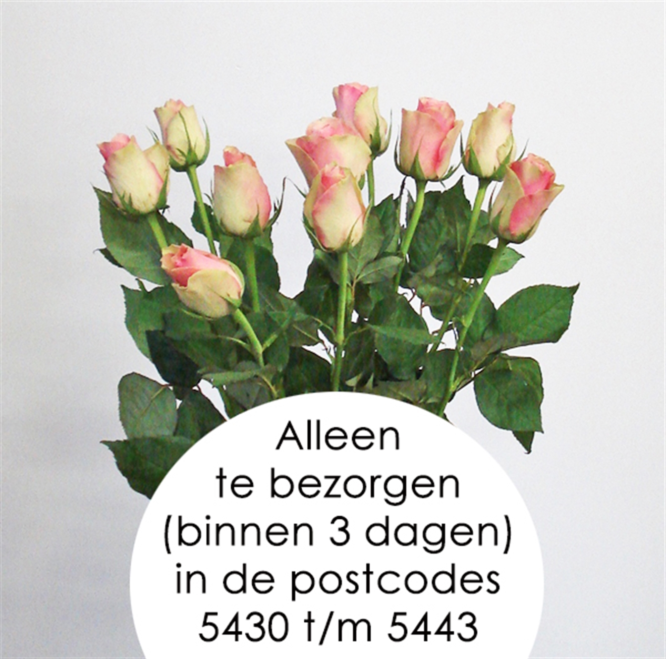 Losse Roos 'Belle Rose' Lengte 70cm