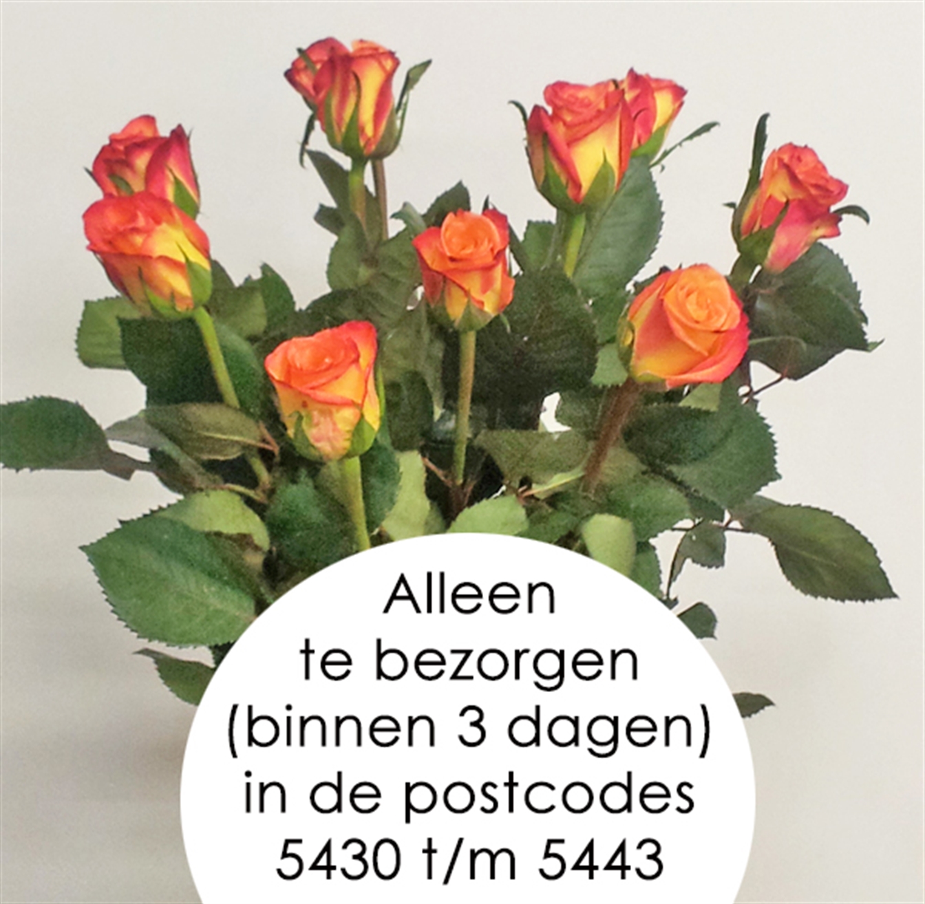 Losse Roos 'Mai tai!' Lengte 60cm