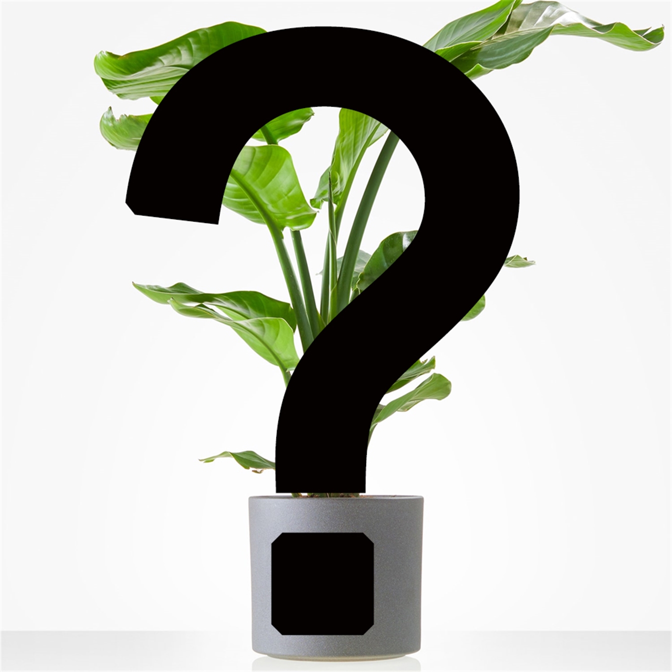 Groene plant